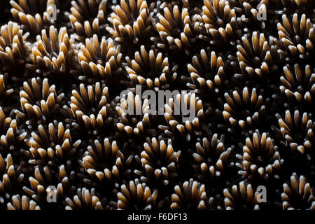 Close up of Coral Polyps, Acropora, Alor, Indonesia Stock Photo