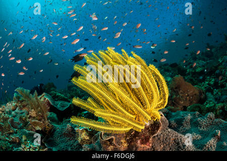 Yellow Feather Star in Coral Reef, Comanthina schlegeli, Alor, Indonesia Stock Photo