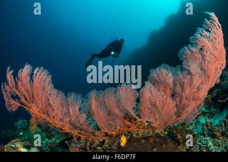 Sea Fan in Coral Reef, Melithaea sp., Alor, Indonesia Stock Photo