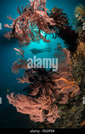 Sea Fan in Coral Reef, Melithaea sp., Alor, Indonesia Stock Photo