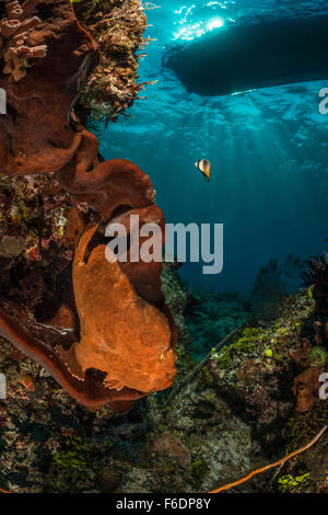 Giant Frogfish, Antennarius commerson, Alor, Indonesia Stock Photo