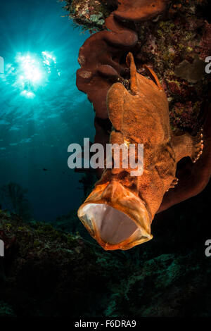 Giant Frogfish, Antennarius commerson, Alor, Indonesia Stock Photo