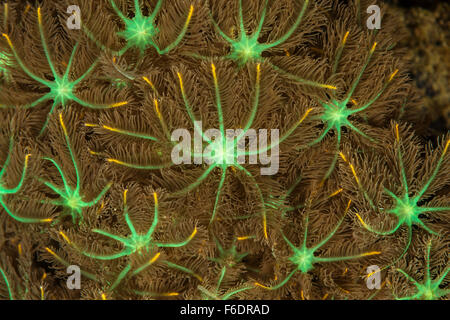 Polyps of Palm Coral, Clavularia sp., Alor, Indonesia Stock Photo