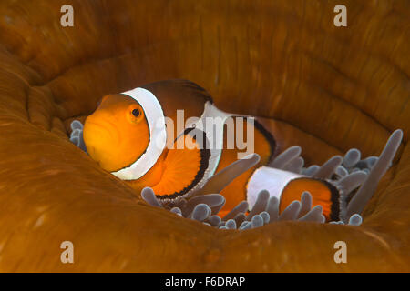Clown Anemonefish, Amphiprion ocellaris, Alor, Indonesia Stock Photo
