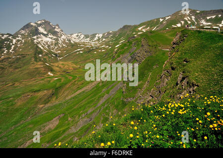 Yellow globeflowers on the mountain slopes at First, looking towards the Rotihorn (also known as Reeti - 2757m) Stock Photo