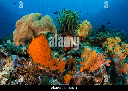 Colored Coral Reef, Komodo, Indonesia Stock Photo