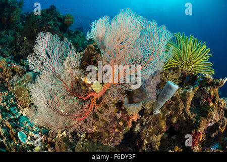 Colored Coral Reef, Melithaea sp., Komodo, Indonesia Stock Photo