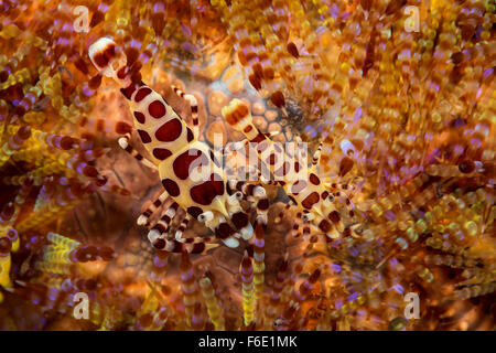 Coleman Shrimp in Fire Sea Urchin, Periclimenes colemani, Komodo, Indonesia Stock Photo