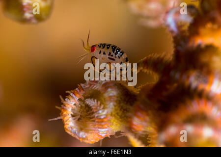 Gammaridean Amphipod, Cyproidea sp., Komodo, Indonesia Stock Photo