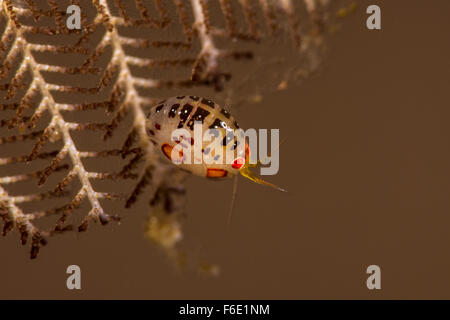 Gammaridean Amphipod, Cyproidea sp., Komodo, Indonesia Stock Photo