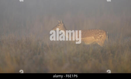 Fallow deer (Dama dama), doe in forest meadow, mist, morning light, Zealand, Denmark Stock Photo