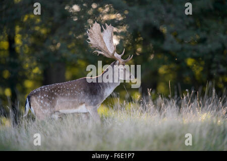 Fallow deer (Dama dama), buck in forest meadow, backlight, Zealand, Denmark