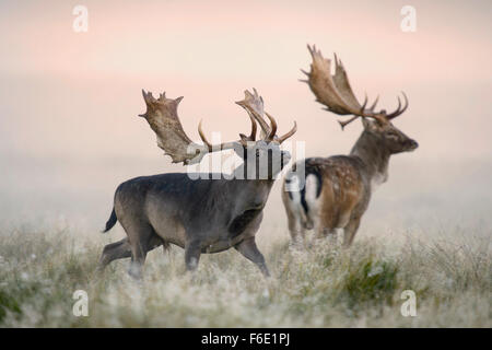 Fallow deer (Dama dama) bucks, mist, morning light, Zealand, Denmark Stock Photo