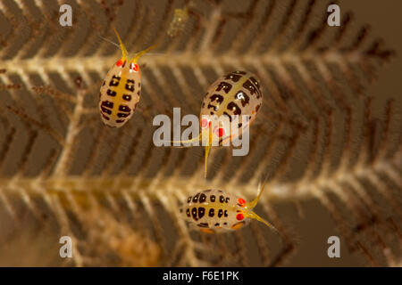 Gammaridean Amphipod, Cyproidea sp., Komodo, Indonesia Stock Photo