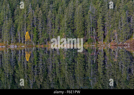 Spruce trees (Picea abies) and a yellow birch (Betula), reflected in Čertovo jezero lake, Čertovo, Sumava National Park Stock Photo