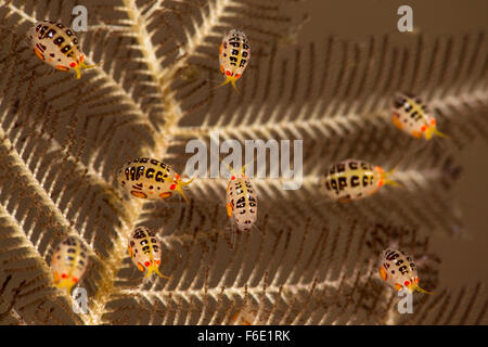 Gammaridean Amphipod, Cyproidea sp., Komodo, Indonesia Stock Photo