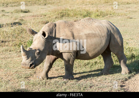 White rhinoceros (Ceratotherium simum), Lake Nakuru National Park, Kenya Stock Photo