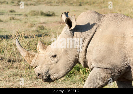 White rhinoceros (Ceratotherium simum), Lake Nakuru National Park, Kenya Stock Photo