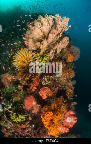 Colored Coral Reef, Melithaea sp., Komodo, Indonesia Stock Photo