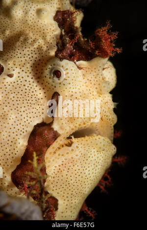 Portrait of Warty Frogfish, Antennarius maculatus, Komodo, Indonesia Stock Photo