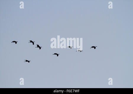 Common cranes (Grus grus) in flight silhouetted at dusk. Agamon Hula. Hula Valley. Israel. Stock Photo