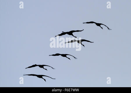 Common cranes (Grus grus) in flight silhouetted at dusk. Agamon Hula. Hula Valley. Israel. Stock Photo