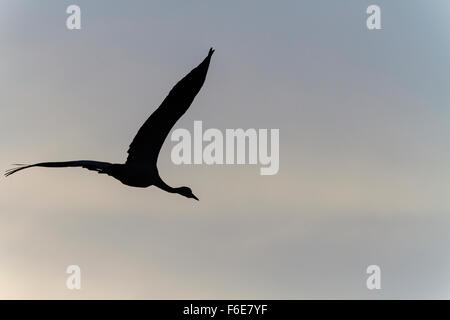 Common crane (Grus grus) in flight silhouetted at dusk. Agamon Hula. Hula Valley. Israel. Stock Photo