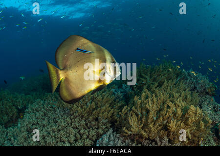 Dusky Batfish, Platax pinnatus, Misool, Raja Ampat, Indonesia Stock Photo