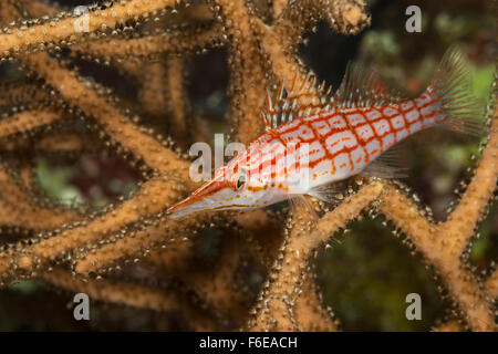 Longnose Hawkfish, Oxycirrhites typus, Misool, Raja Ampat, Indonesia Stock Photo