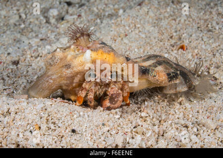 Anemone Hermit Crab, Dardanus pedunculatus, Waigeo, Raja Ampat, Indonesia Stock Photo