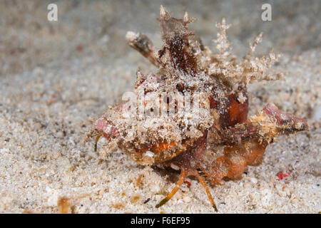 Poisonous Spiny Devilfish, Inimicus didactylus, Waigeo, Raja Ampat, Indonesia Stock Photo