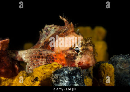 Small Red Rockfish, Scorpaena notata, Piran, Slovenia Stock Photo