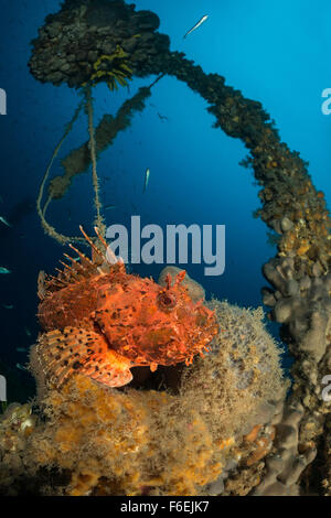 Red Rockfish at Wreck SS Albanien in 75 m depth, Scorpaena scrofa, Pag, Croatia Stock Photo