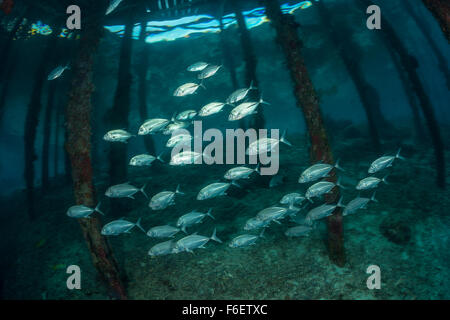 Shoal of Bigeye Trevally under Jetty, Caranx sexfasciatus, Raja Ampat, Indonesia Stock Photo