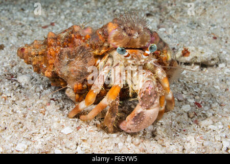 Anemone Hermit Crab, Dardanus pedunculatus, Raja Ampat, Indonesia Stock Photo