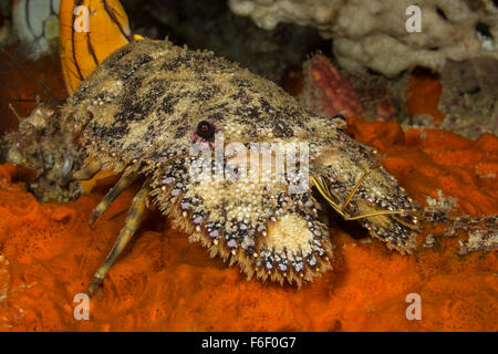 Slipper Lobster, Parribacus caledonicus, Raja Ampat, Indonesia Stock Photo