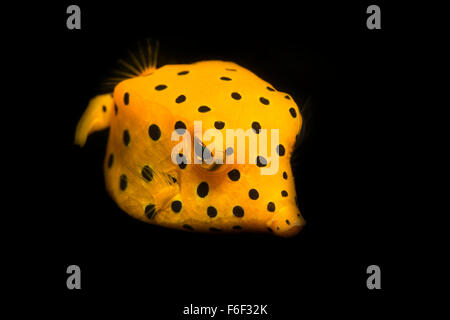 Juvenile Yellow Boxfish, Ostracion cubicus, Ambon, Indonesia Stock Photo