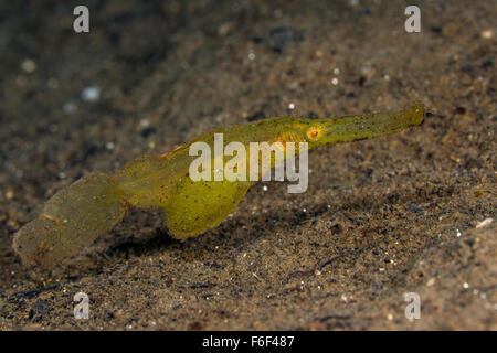 Robust Ghost Pipefish, Solenostomus cyanopterus, Ambon, Indonesia Stock Photo