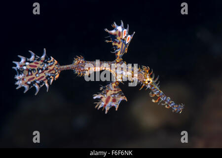 Harlequin Ghost Pipefish, Solenostomus paradoxus, Ambon, Indonesia Stock Photo