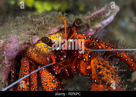 White-spotted Hermit Crab, Dardanus megistos, Ambon, Indonesia Stock Photo