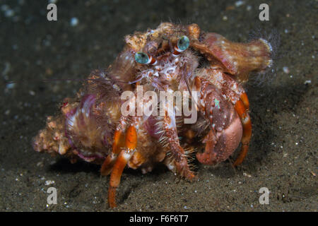 Anemone Hermit Crab, Dardanus pedunculatus, Ambon, Indonesia Stock Photo