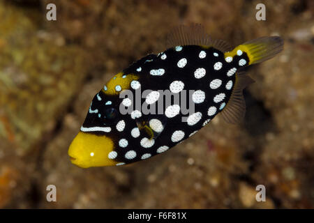 Juvenile Clown Triggerfish, Balistoides conspicillum, Ambon, Indonesia Stock Photo