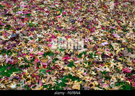 Liquidambar Styraciflua Penwood. Sweet Gum tree leaves in autumn on the ground Stock Photo