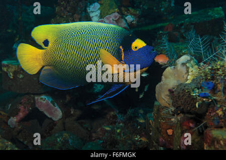 Blue-faced Angelfish (Pomacanthus xanthometopon) on coral reef in Bali Sea, Indonesia Stock Photo