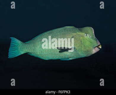 humphead parrotfish humphead parrotfish
