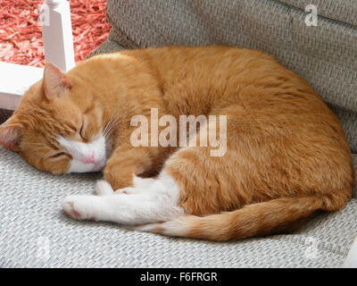 Orange tabby cat napping in a patio chair in the afternoon. Stock Photo