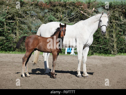 a brown foal standing next to his mother mare and looks Stock Photo