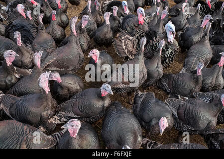 Bronze Free Range Turkeys on a Norfolk Farm Stock Photo