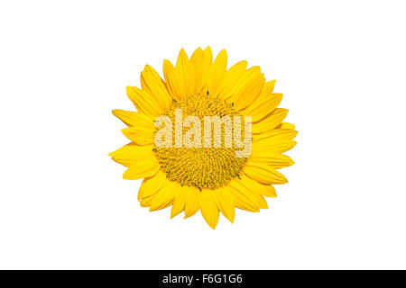 Sunflower isolated on white background Stock Photo