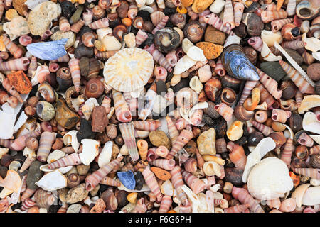 Close-up of lots of tiny colourful shells on a beach. Stock Photo